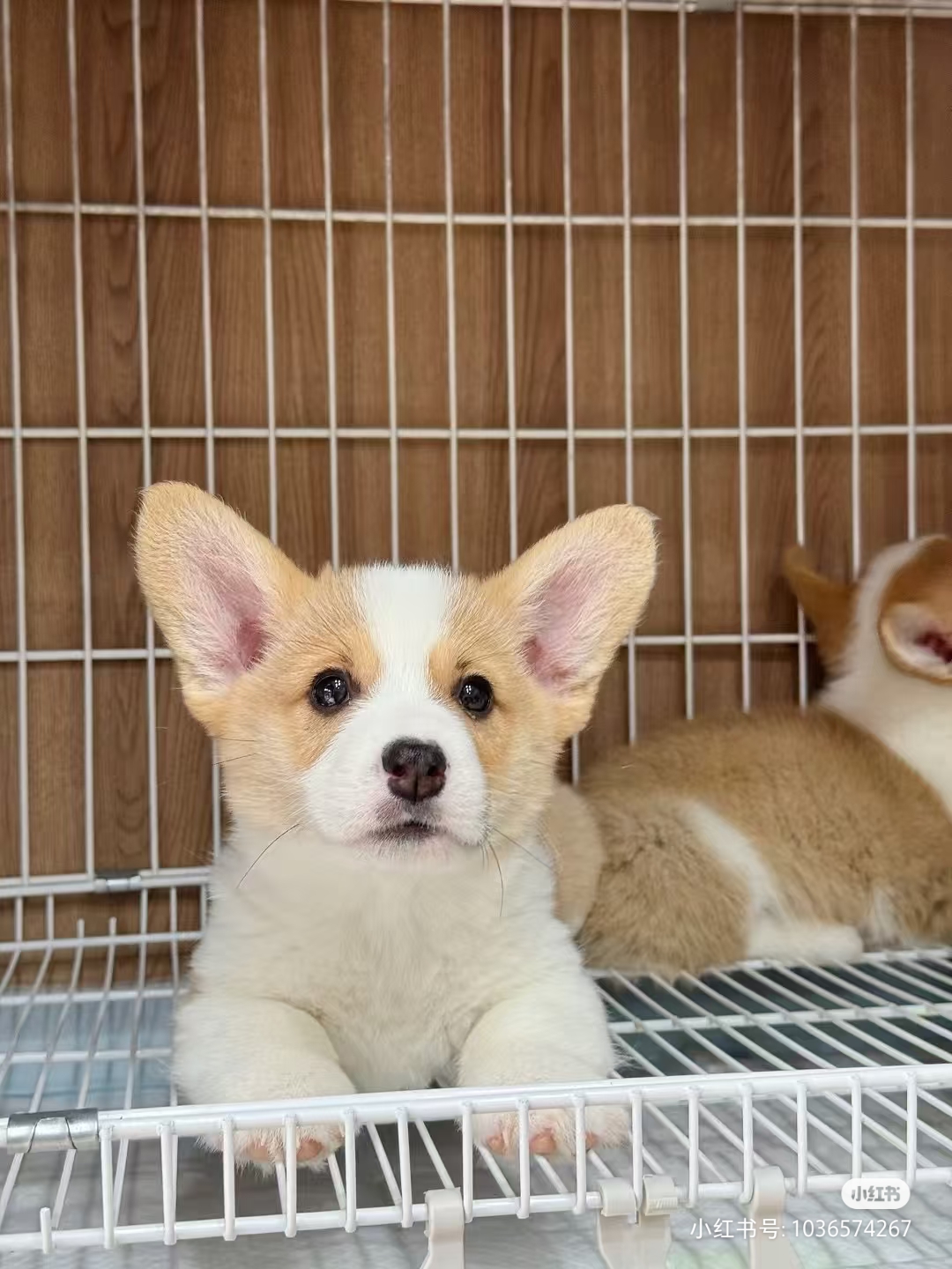 柯基幼犬